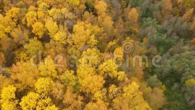 飞越秋林.. 有黄色叶子的树冠。 <strong>秋天落叶</strong>林。 <strong>秋天</strong>。